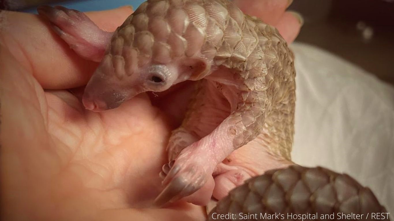 Two more pangolins have just been rescued! THEIR SURVIVAL IS TOUCH-AND-GO!
