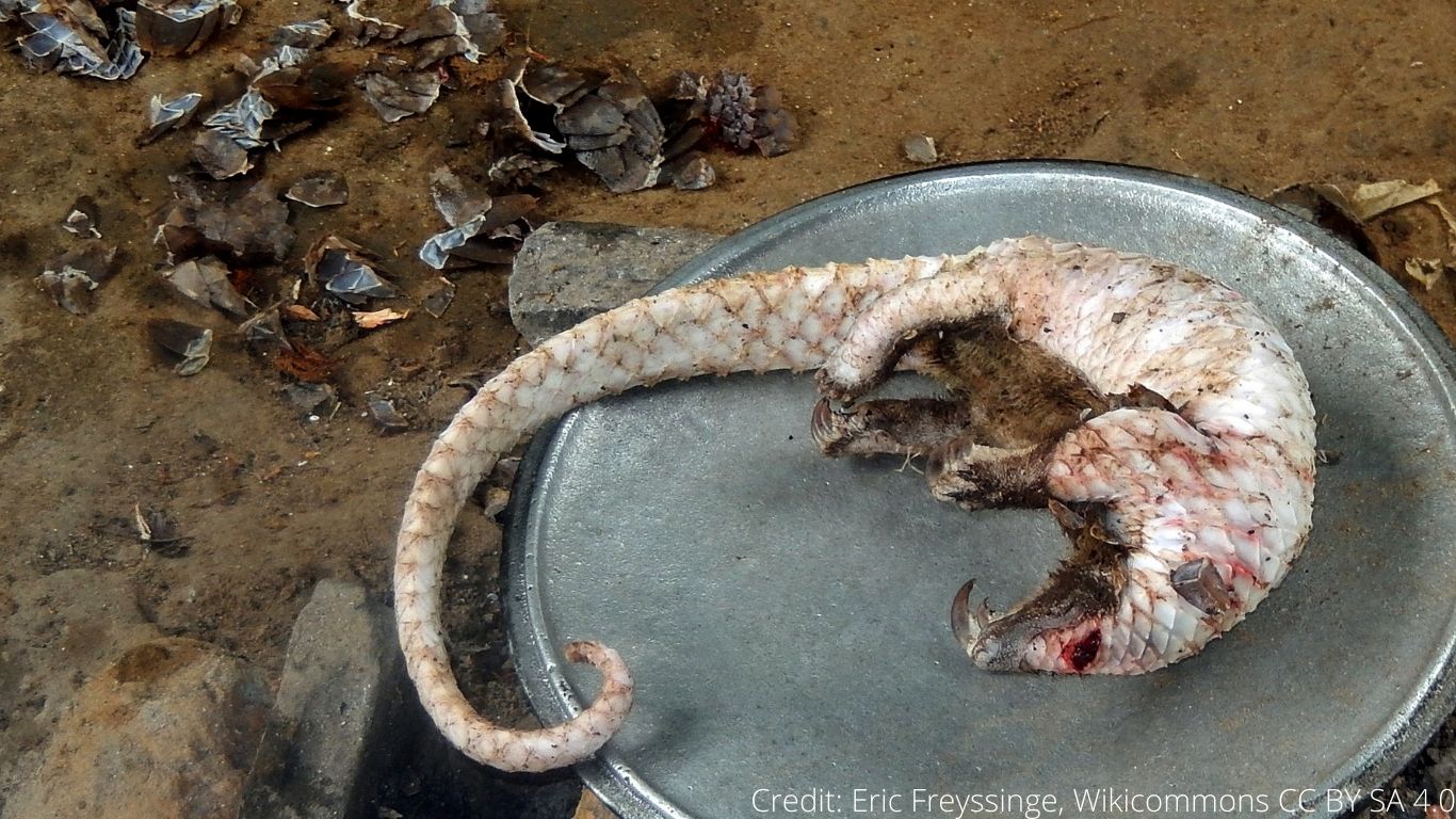 Two more pangolins have just been rescued! THEIR SURVIVAL IS TOUCH-AND-GO!