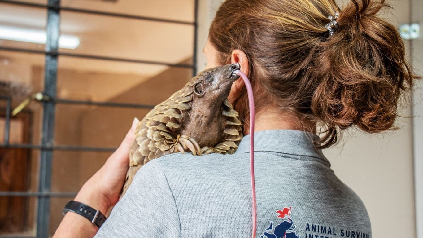 On the verge of death! Starved and wounded pregnant pangolin in need of critical medical care!