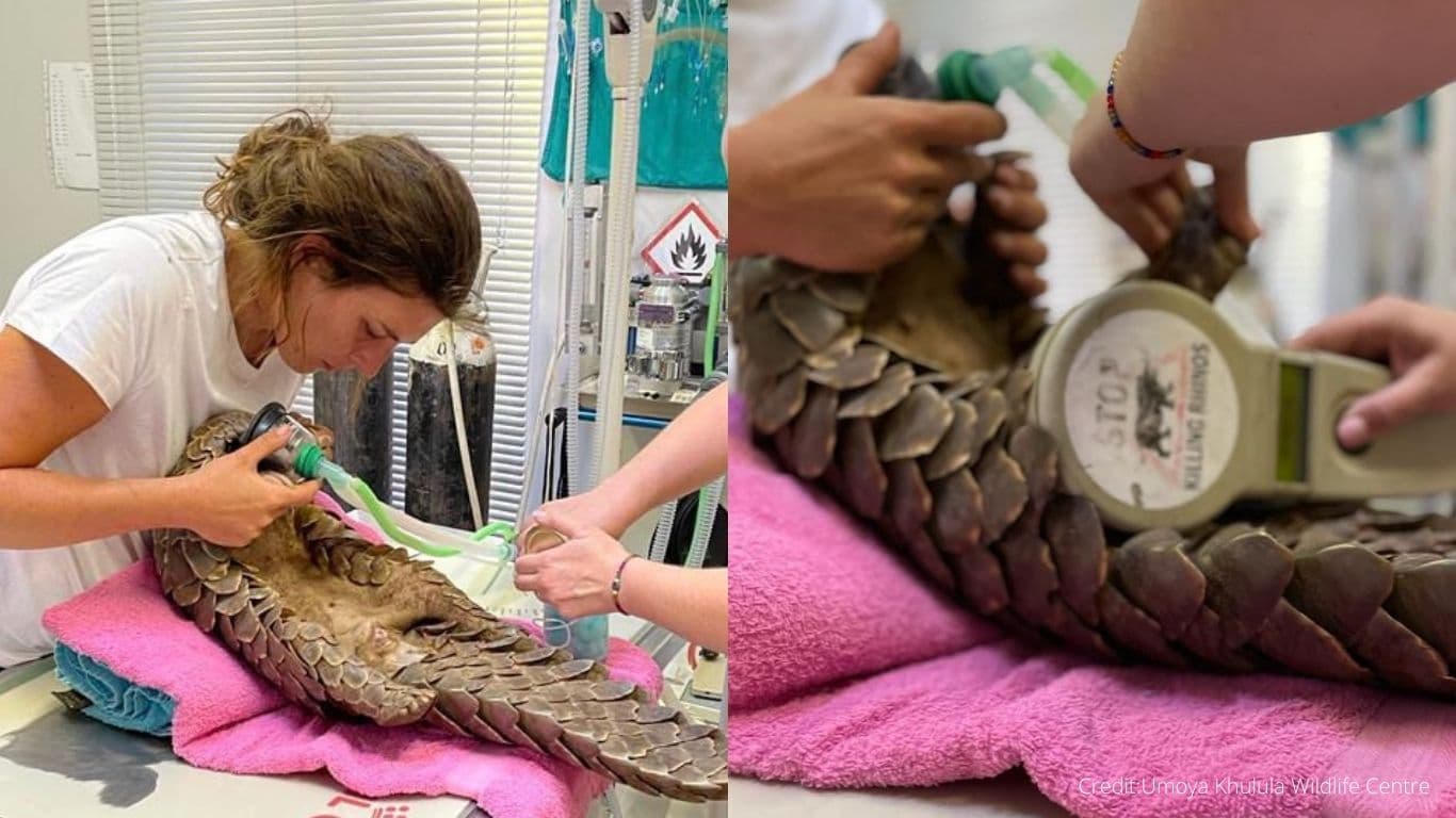 On the verge of death! Starved and wounded pregnant pangolin in need of critical medical care!
