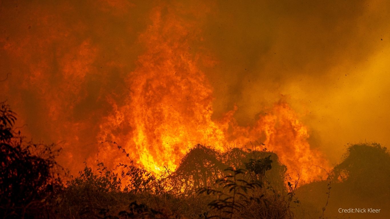 Millions of rare and endangered animals, including jaguars and giant anteaters, are caught in a RAGING INFERNO!