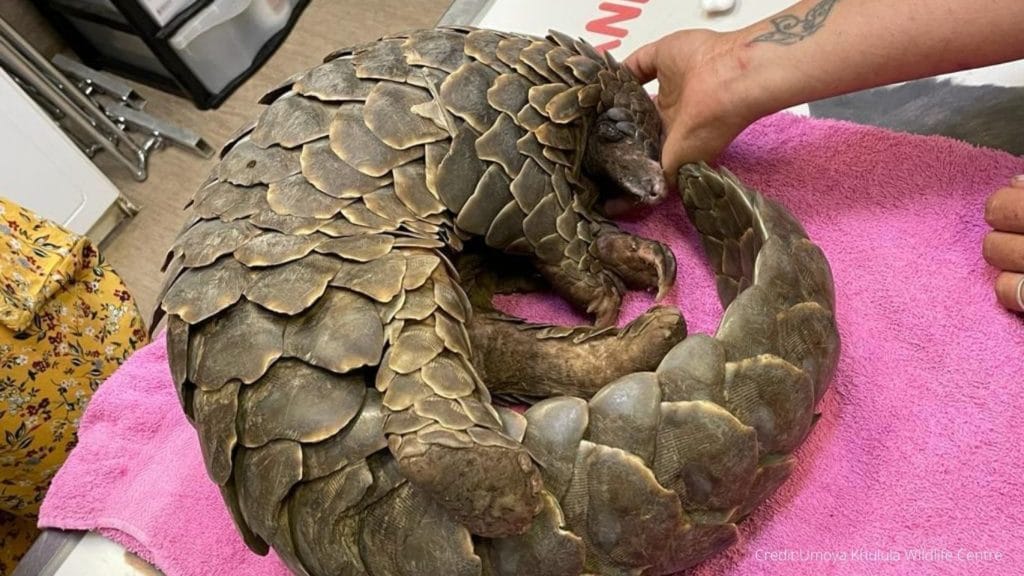 On the verge of death! Starved and wounded pregnant pangolin in need of critical medical care!