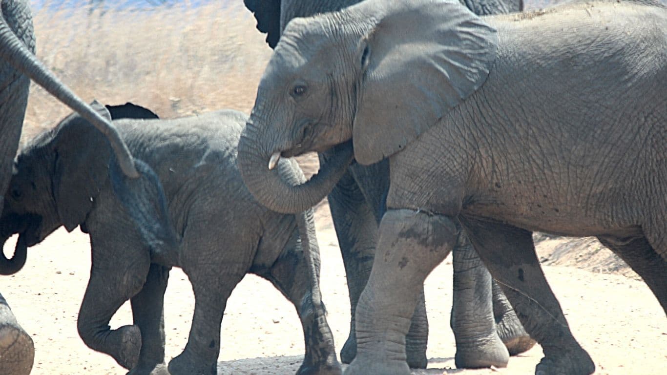 EMERGENCY RESCUE OPERATION! Baby elephant has wire snare wound tightly around his leg - cutting off blood-flow. WE CAN’T LET HIM DIE!