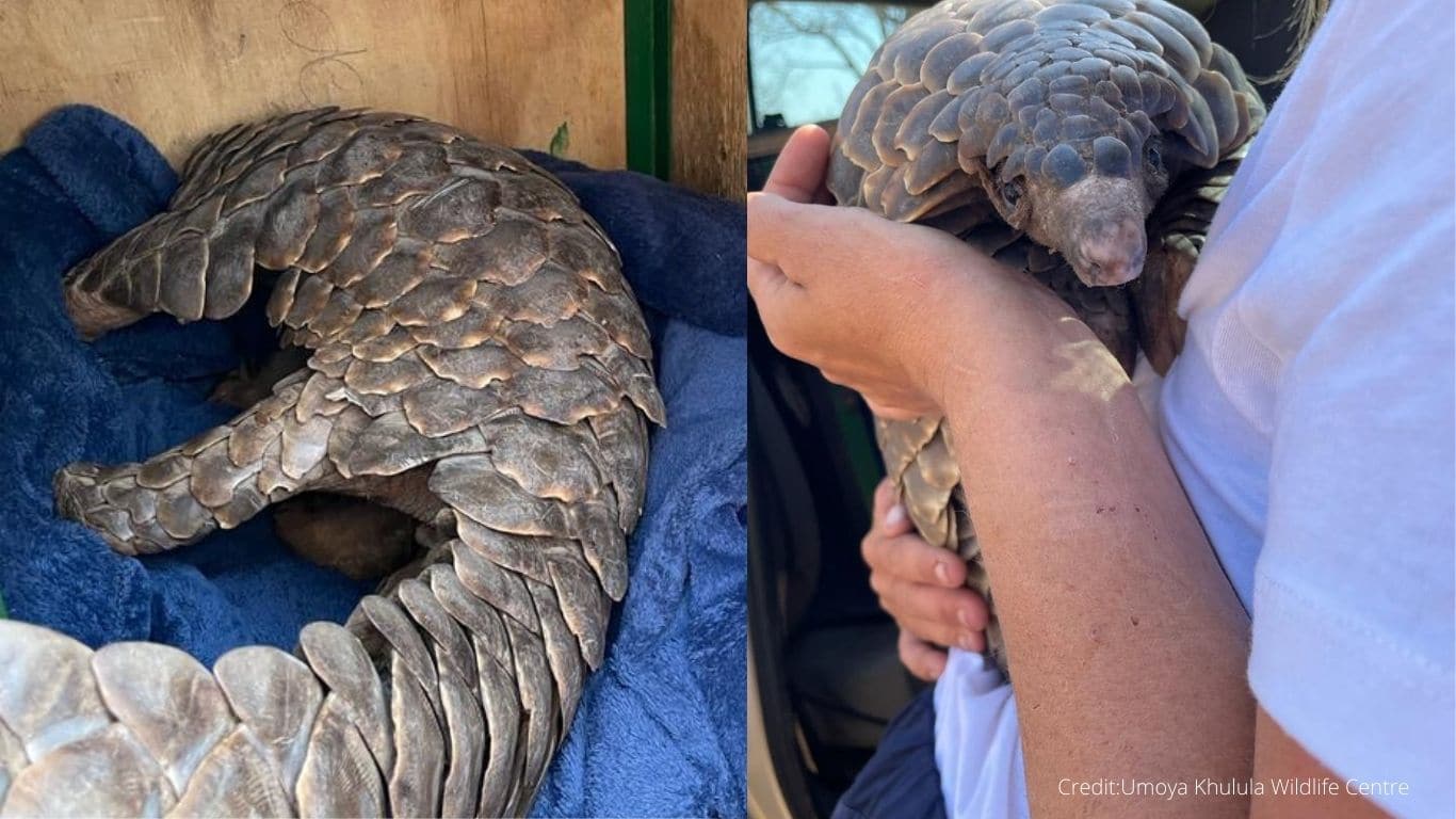 On the verge of death! Starved and wounded pregnant pangolin in need of critical medical care!