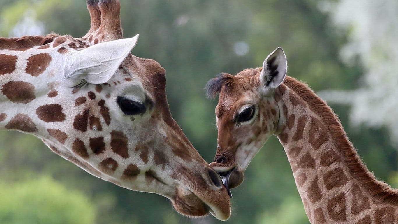 URGENT! We have just ONE DAY to save 6 giraffes, 8 zebras and 50 wildebeest from SENSELESS SLAUGHTER!