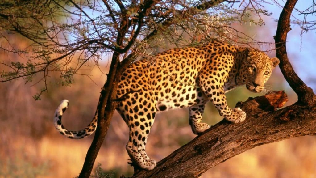 OUTRAGEOUS! Leopards slaughtered by the thousands for their skins! In the name of FASHION!