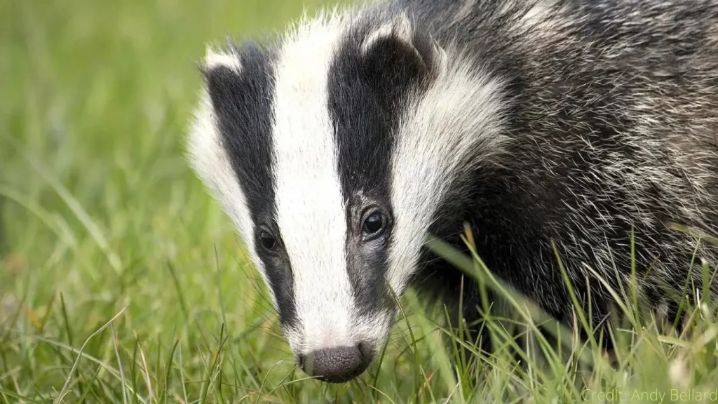 Badger Cull overshadows national badger day