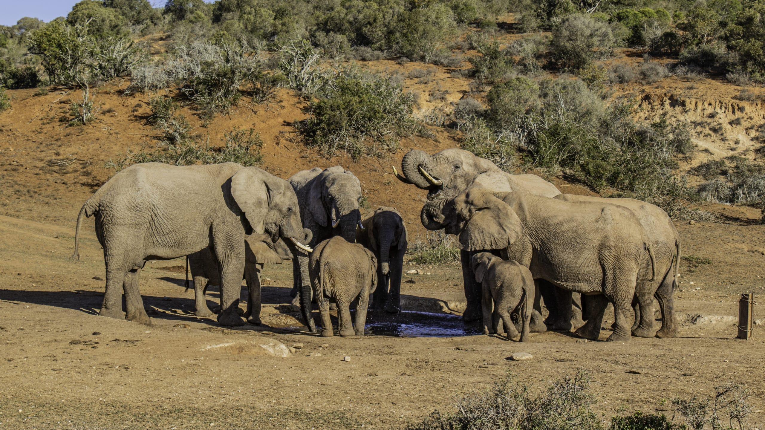 EMERGENCY! UNPRECEDENTED DROUGHT CONTINUES! Elephants and other wildlife DYING FROM THIRST!