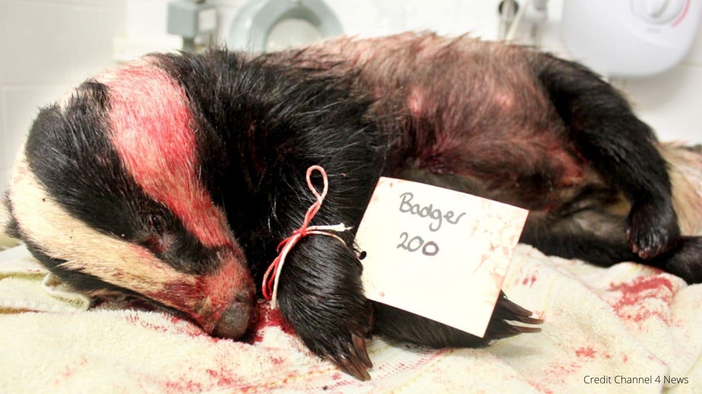 IT’S WRONG! Top UK vet body supports CRUEL AND POINTLESS badger slaughter!