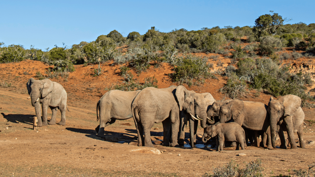 EMERGENCY! UNPRECEDENTED DROUGHT CONTINUES! Elephants and other wildlife DYING FROM THIRST!