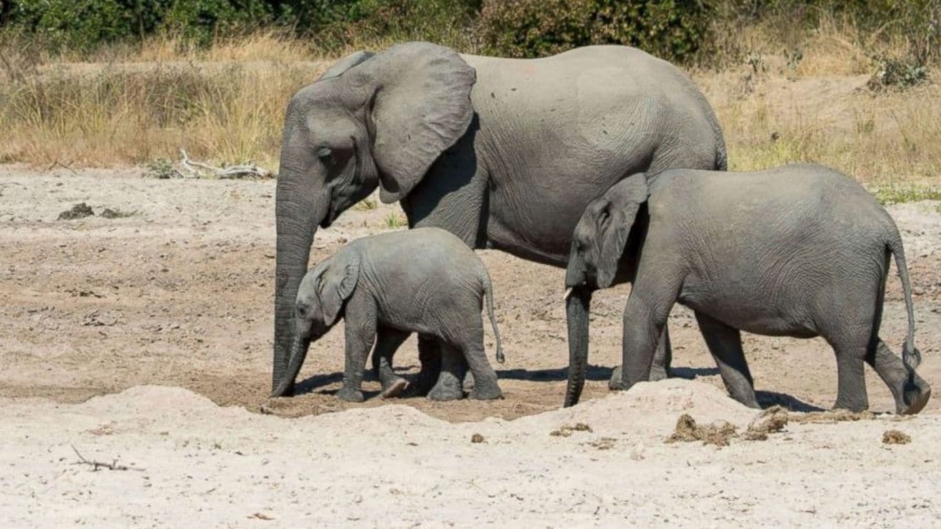 EMERGENCY! UNPRECEDENTED DROUGHT CONTINUES! Elephants and other wildlife DYING FROM THIRST!