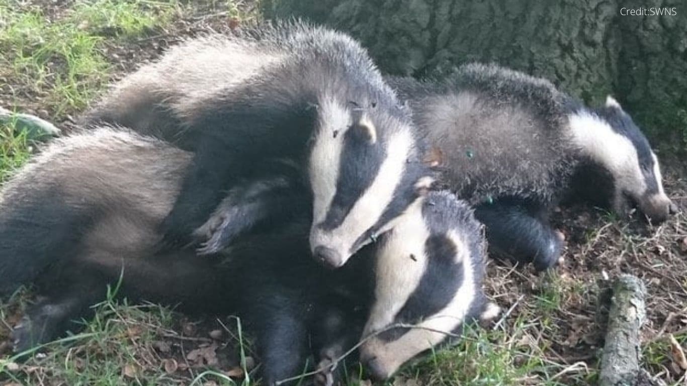 IT’S WRONG! Top UK vet body supports CRUEL AND POINTLESS badger slaughter!