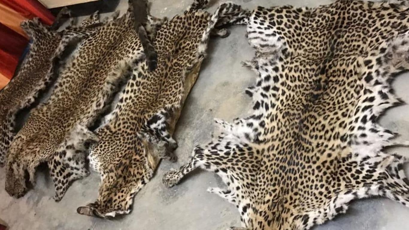 OUTRAGEOUS! Leopards slaughtered by the thousands for their skins! In the name of FASHION!