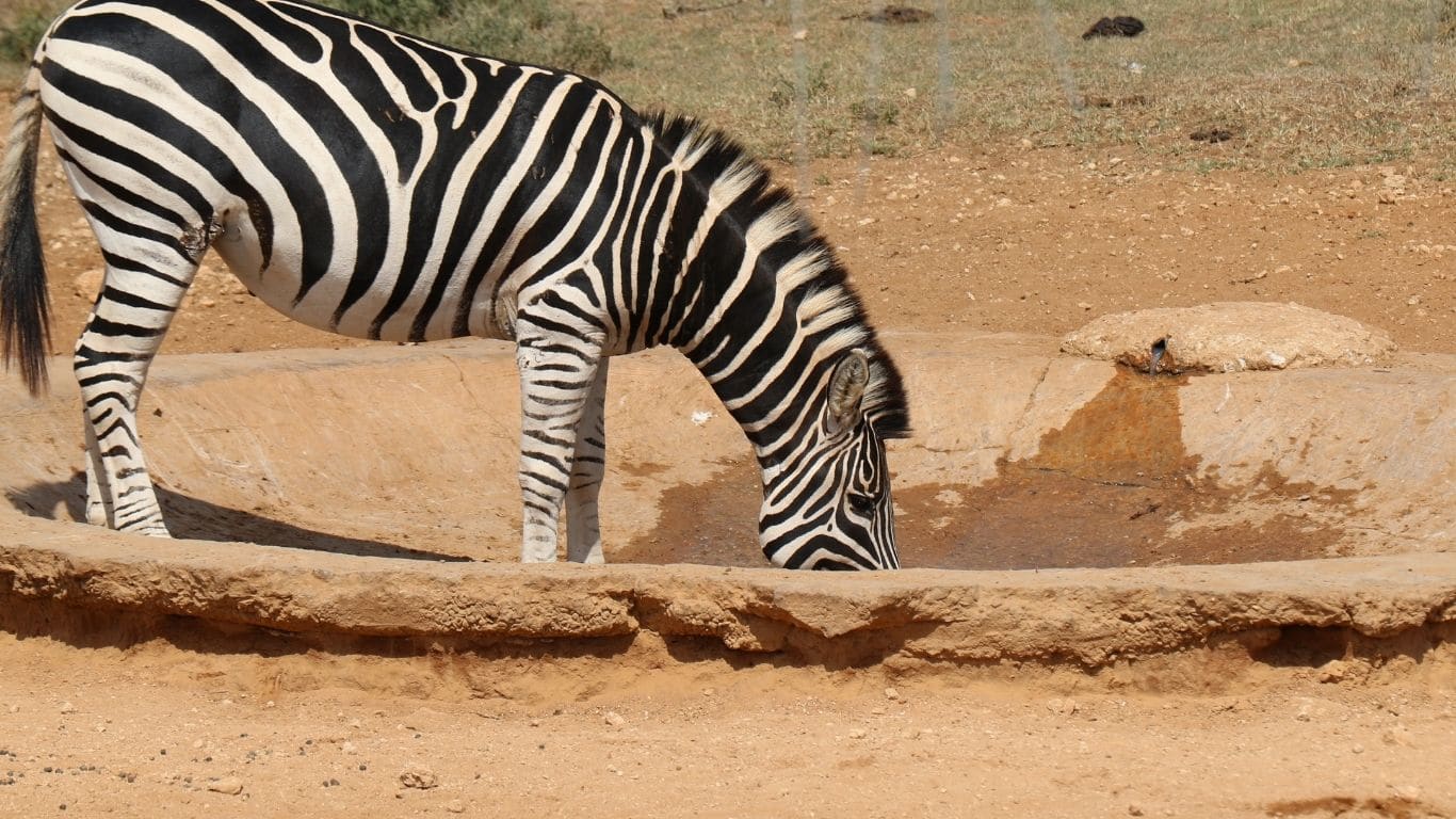 EMERGENCY! UNPRECEDENTED DROUGHT CONTINUES! Elephants and other wildlife DYING FROM THIRST!