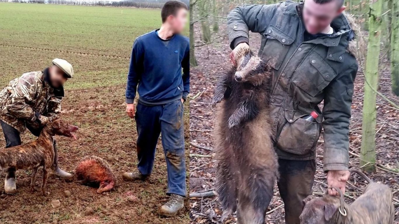 BADGER BAITING! Hunters call this “SPORT” - ripping PREGNANT badgers from their dens and letting savage dogs TEAR THEM APART!