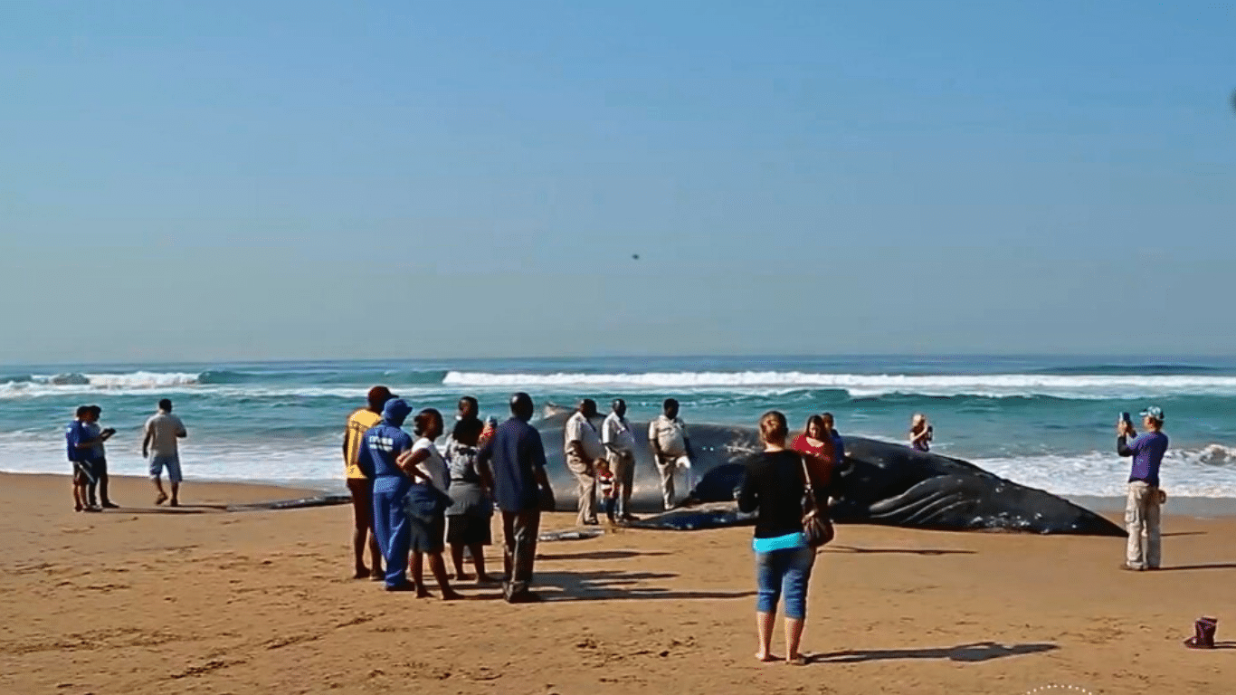 EMERGENCY! In search of oil and gas, oil giant Shell plans to fire seismic blasts into a huge expanse of ocean. COUNTLESS MARINE CREATURES COULD DIE!