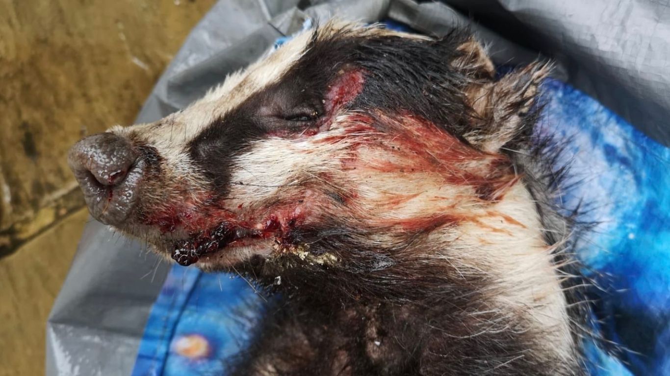 BADGER BAITING! Hunters call this “SPORT” - ripping PREGNANT badgers from their dens and letting savage dogs TEAR THEM APART!