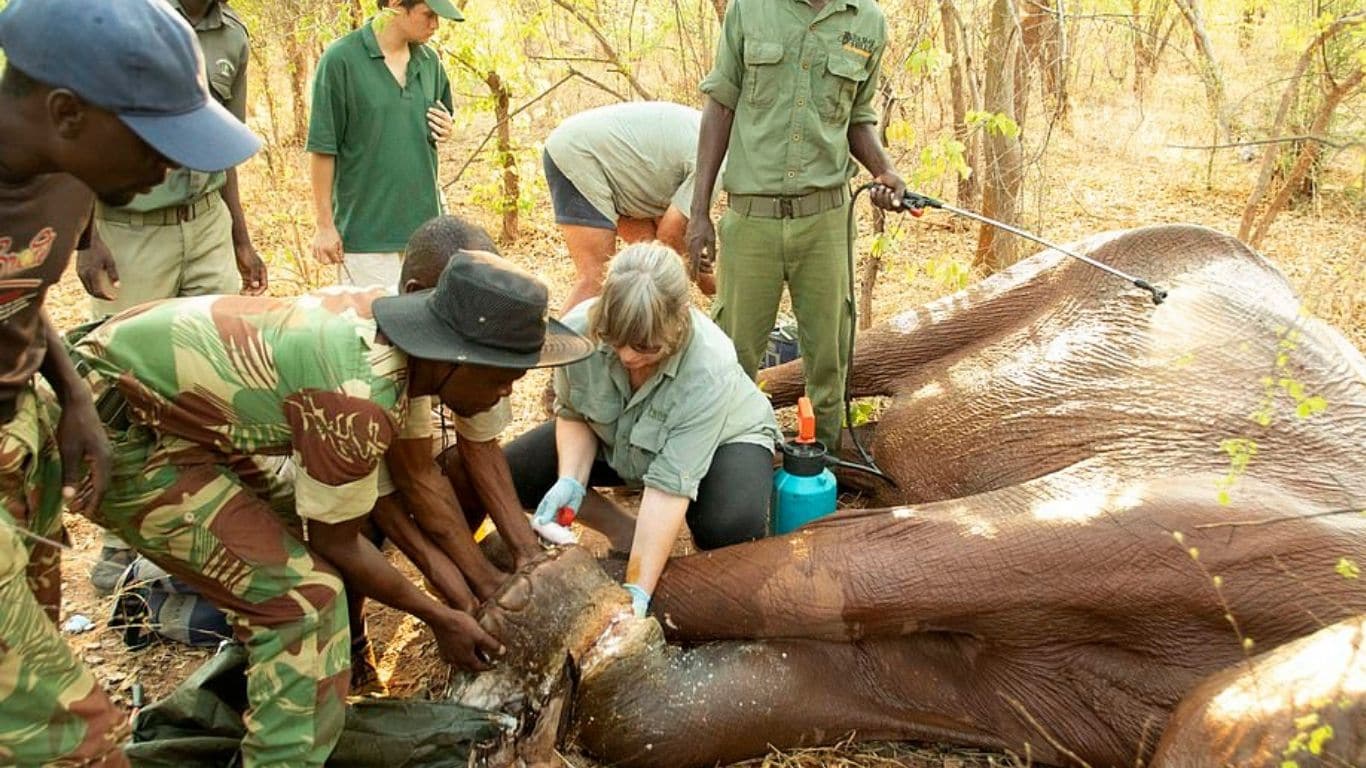 Poachers have already killed 75% of Zimbabwe’s majestic lake elephants. Now, THE REST ARE IN PERIL!