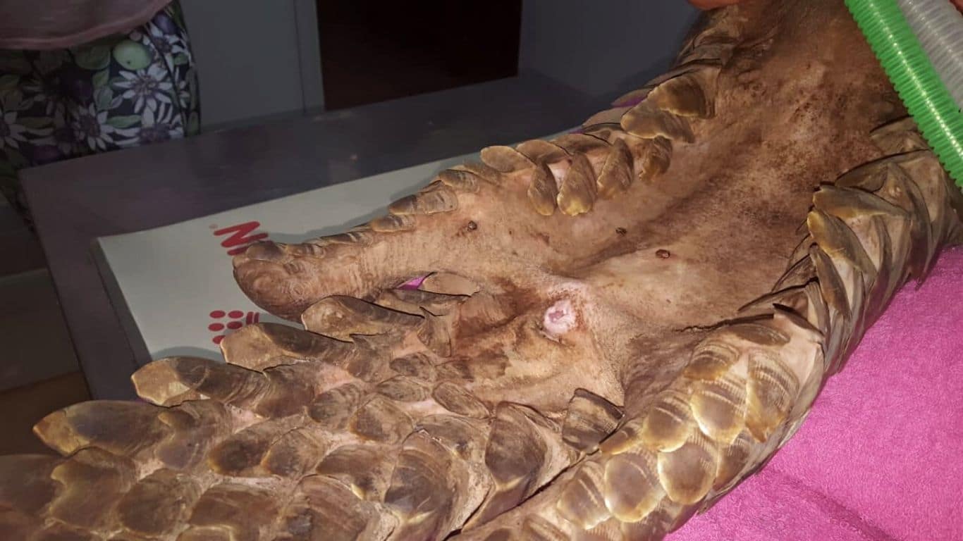 EMERGENCY! Lily the pregnant pangolin has taken a SUDDEN TURN FOR THE WORSE!