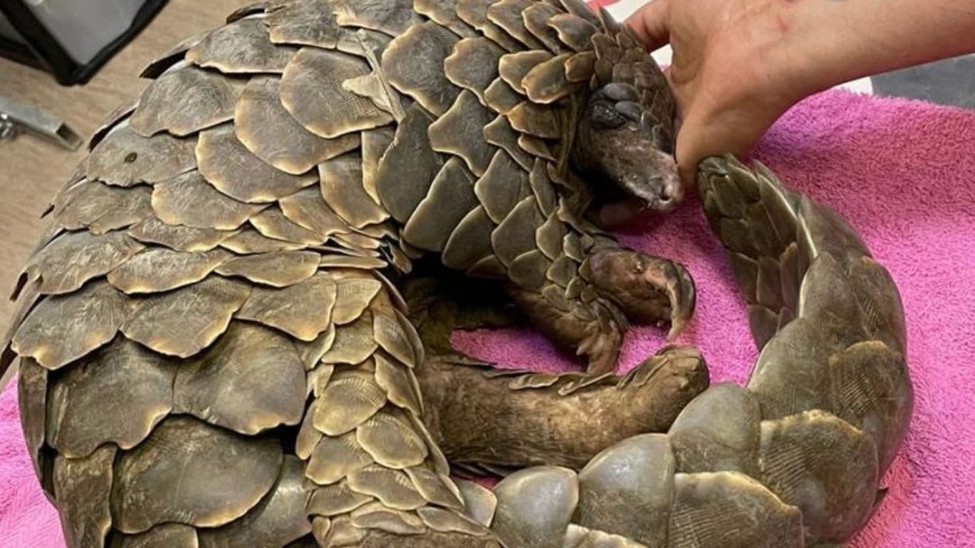 EMERGENCY! Lily the pregnant pangolin has taken a SUDDEN TURN FOR THE WORSE!