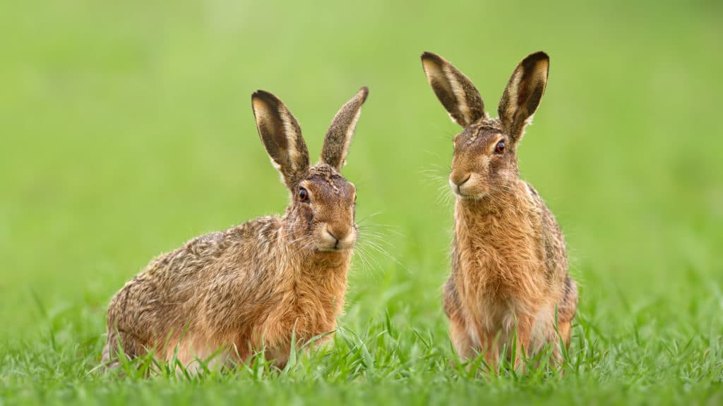 Lack of Action on Illegal Hare Poaching