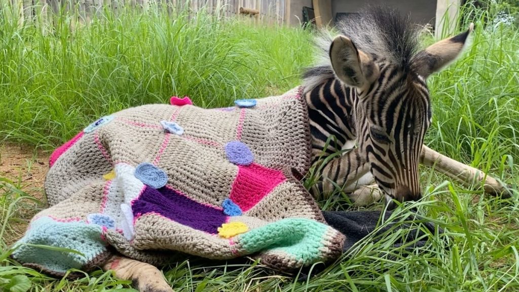 Found alone, motionless and barely breathing… it’s a miracle Modjadji the newborn zebra was ALIVE.