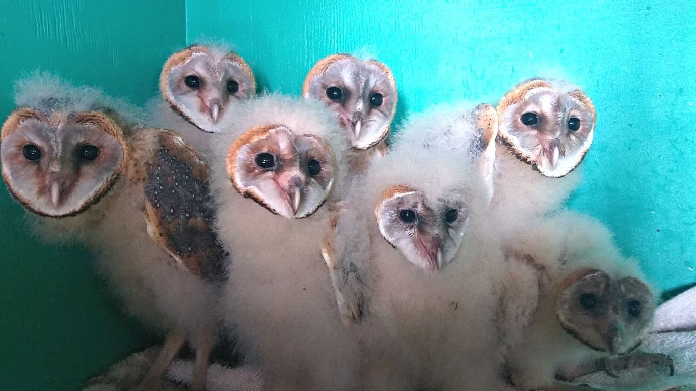 SEVEN BABY OWLS ARE STRUGGLING TO SURVIVE! Their parents have disappeared…
