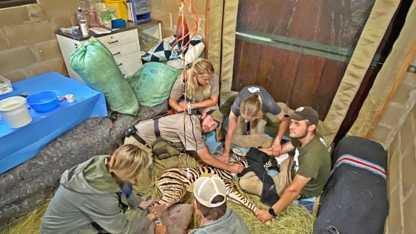 Found alone, motionless and barely breathing… it’s a miracle Modjadji the newborn zebra was ALIVE.