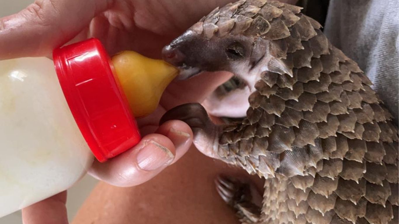 We helped SAVE SIX BABY PANGOLINS! Finally, they are about to be RELEASED!