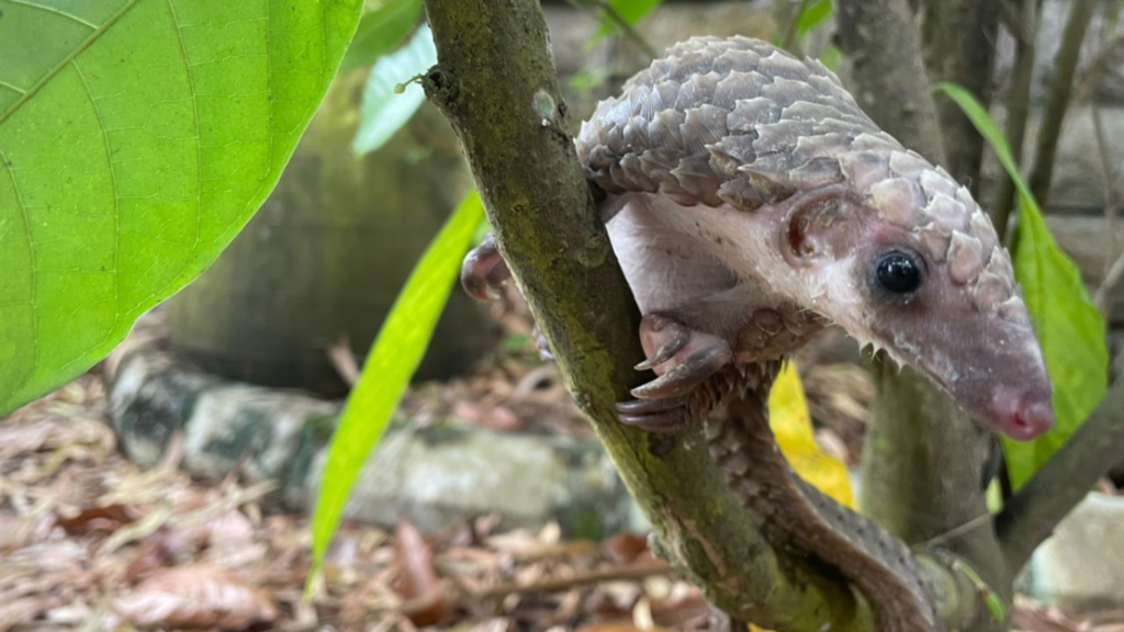 We helped SAVE SIX BABY PANGOLINS! Finally, they are about to be RELEASED!