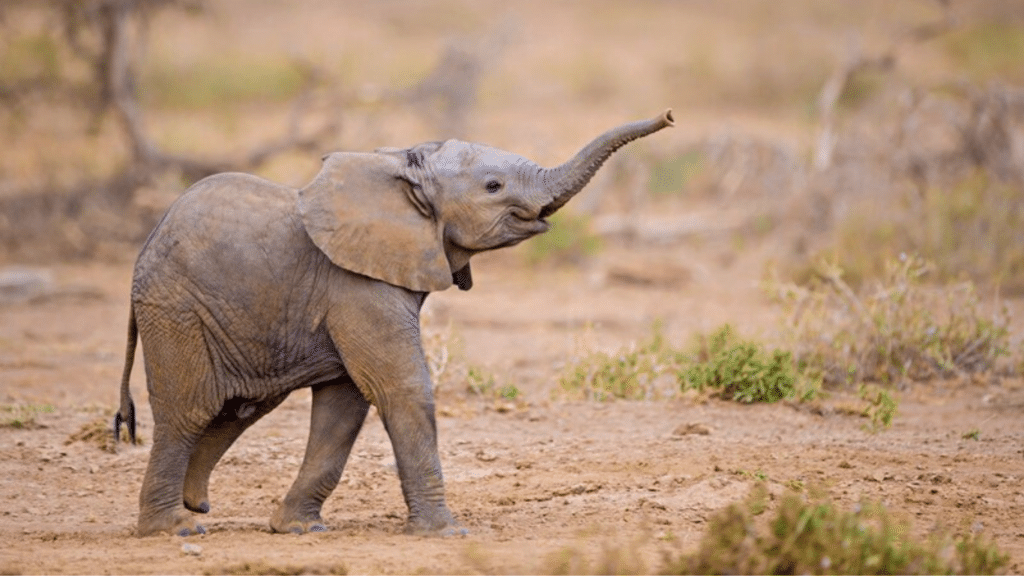 Good News! Water Flows for the Baby Animals of South Africa’s Addo National Park