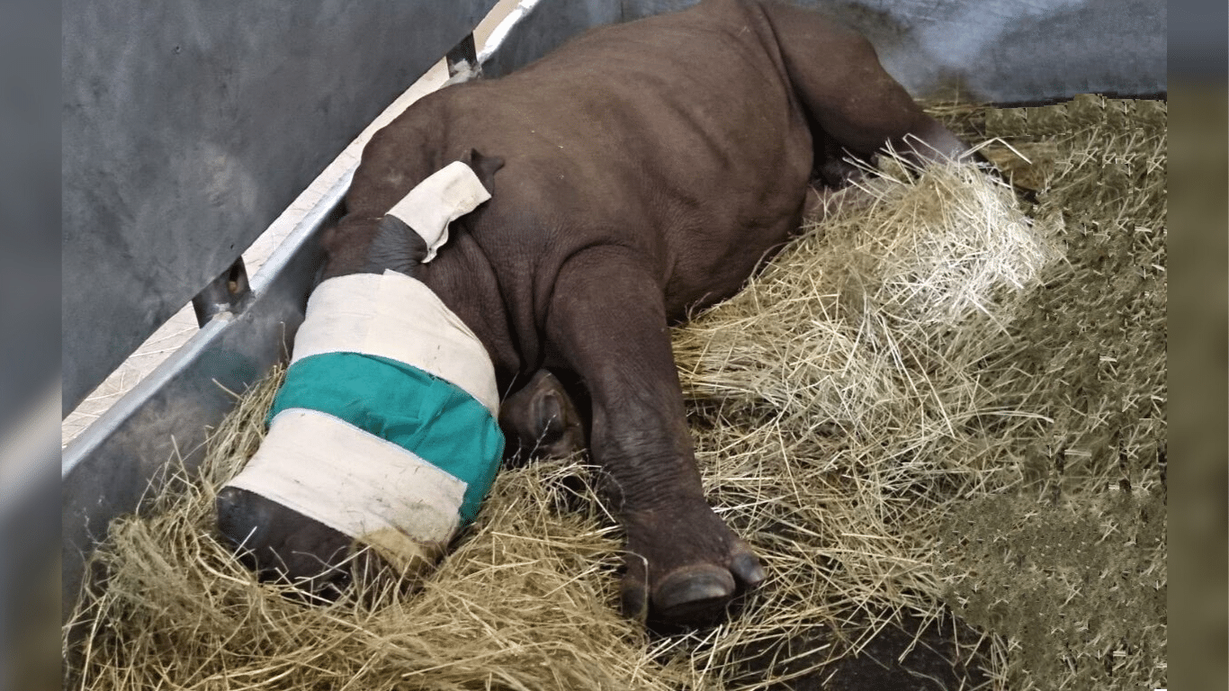 It’s a staggering task to rescue and save four baby rhinos. Please, help us!