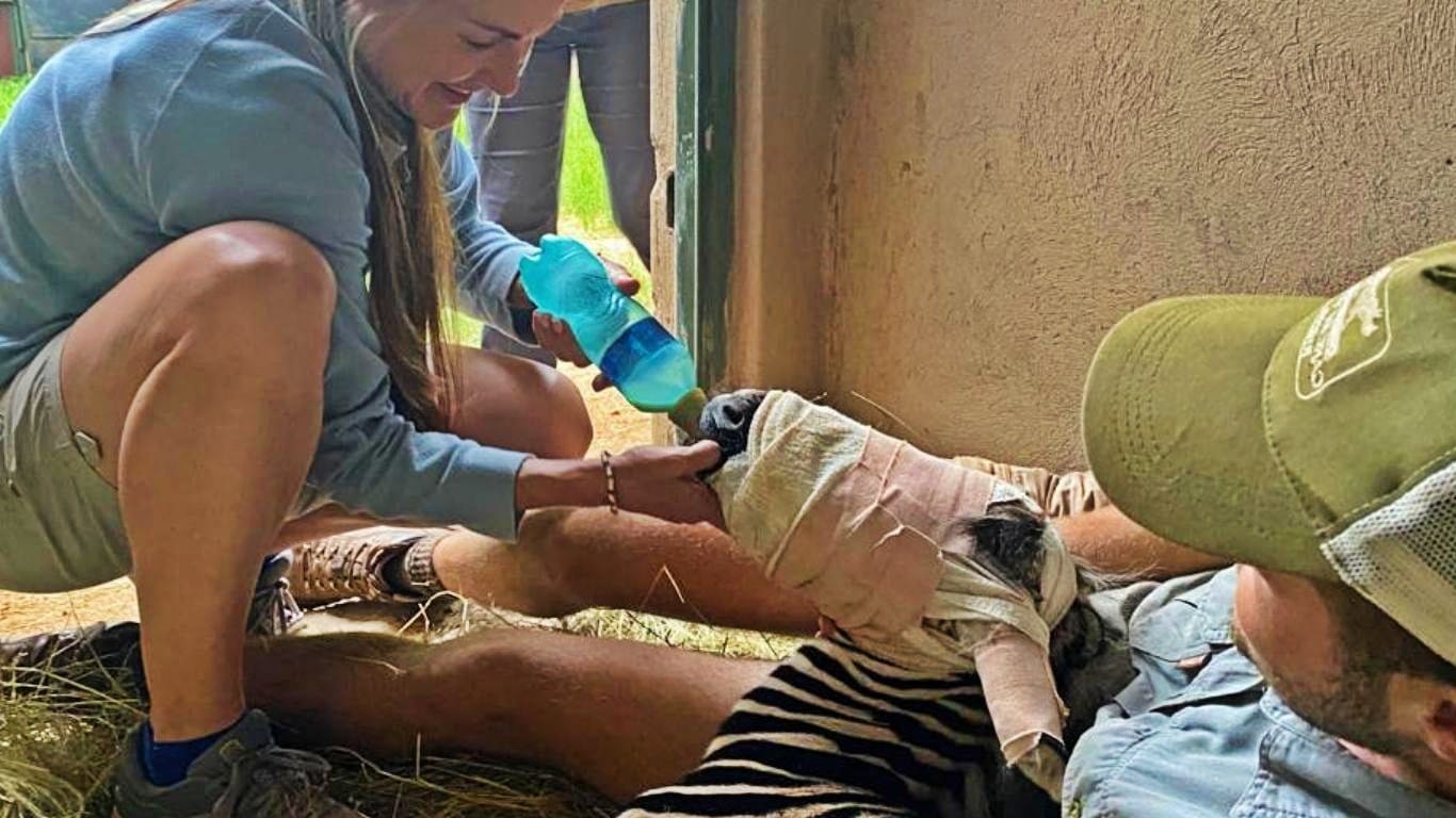 Found alone, motionless and barely breathing… it’s a miracle Modjadji the newborn zebra was ALIVE.