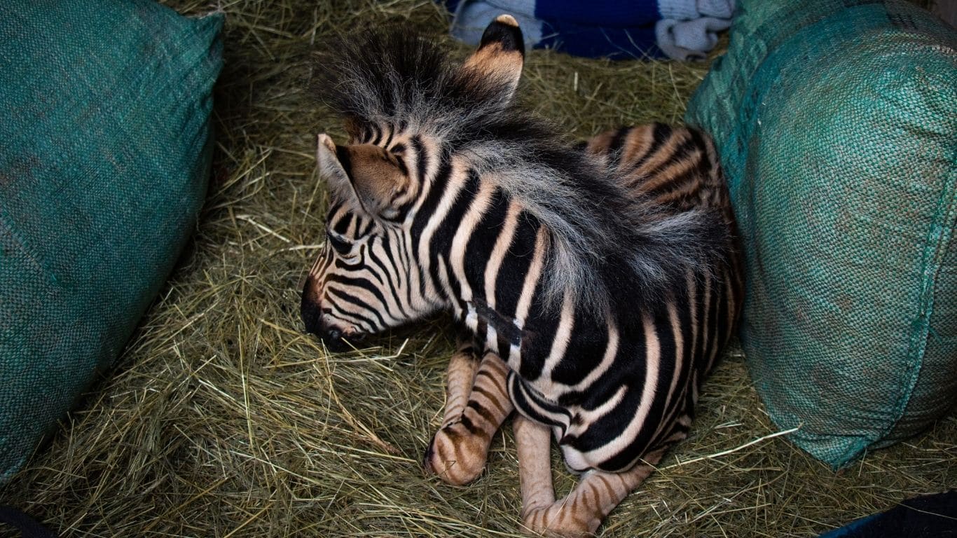 Found alone, motionless and barely breathing… it’s a miracle Modjadji the newborn zebra was ALIVE.