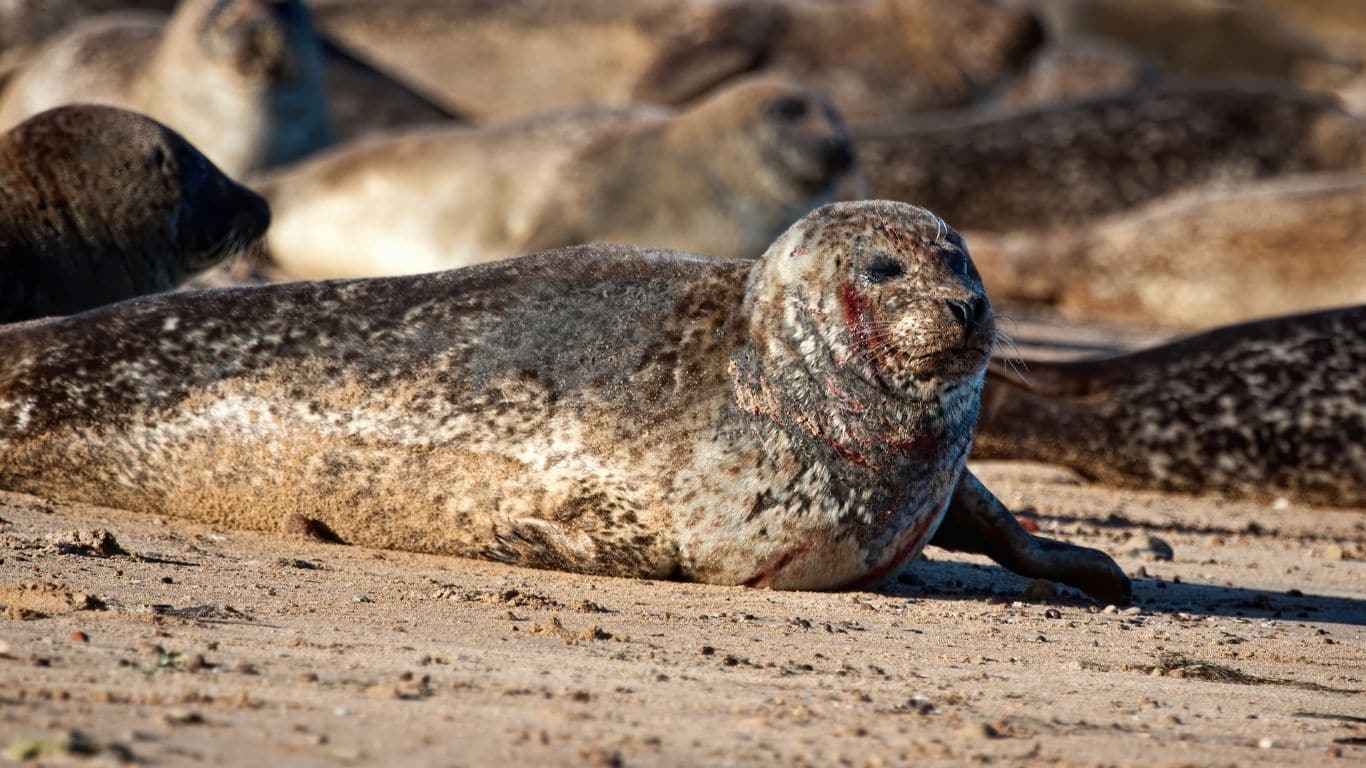 EMERGENCY! In search of oil and gas, oil giant Shell plans to fire seismic blasts into a huge expanse of ocean. COUNTLESS MARINE CREATURES COULD DIE!