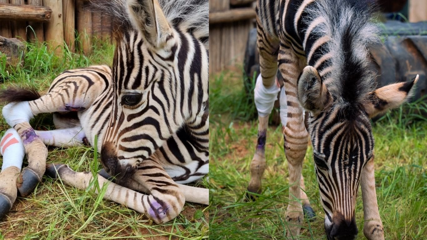 Found alone, motionless and barely breathing… it’s a miracle Modjadji the newborn zebra was ALIVE.