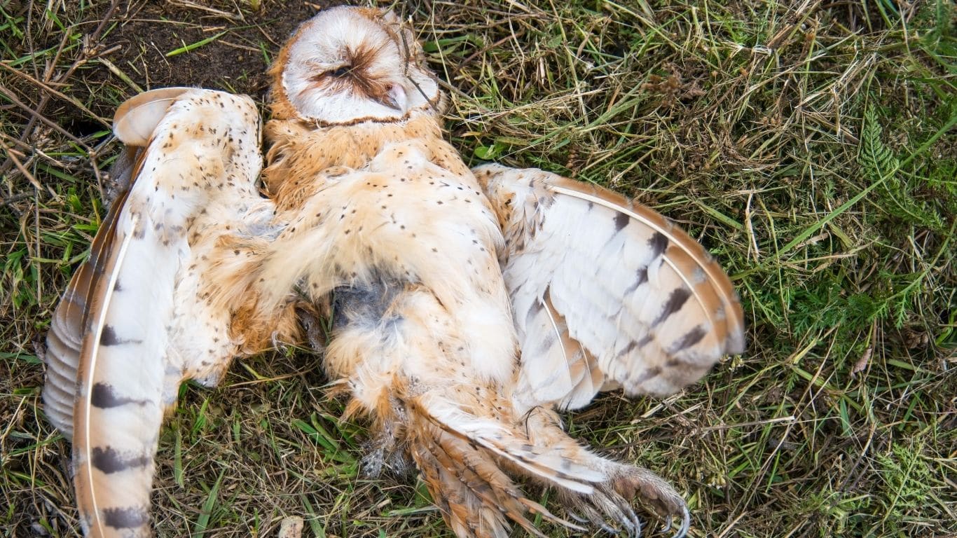 SEVEN BABY OWLS ARE STRUGGLING TO SURVIVE! Their parents have disappeared…