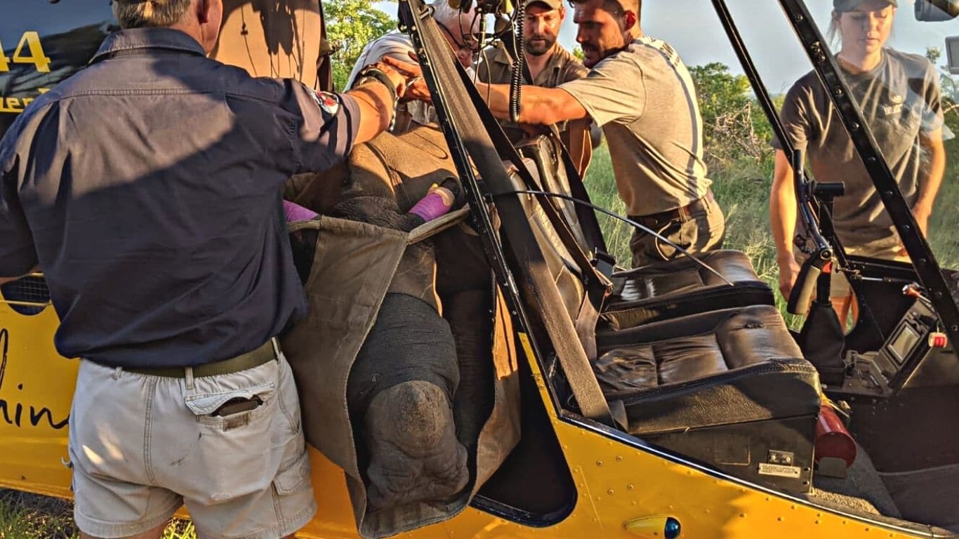 It’s a staggering task to rescue and save four baby rhinos. Please, help us!