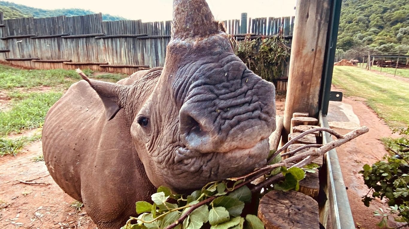 It’s a staggering task to rescue and save four baby rhinos. Please, help us!
