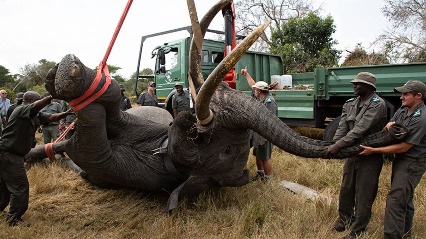 Elephants, rhinos and more face unrelenting threat from heartless POACHERS who work for CHINESE CRIMINALS!