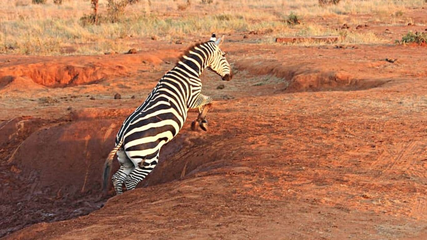 EMERGENCY! Endangered animals are DYING OF THIRST in DROUGHT-STRICKEN Kenya!
