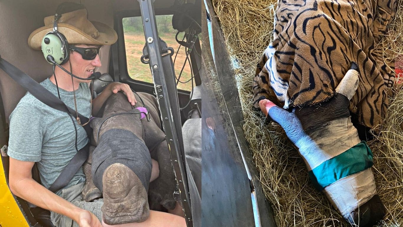 EMERGENCY! We helped rescue FOUR baby rhinos whose mothers were slaughtered. Three are doing well. But one, Aquazi, is FIGHTING FOR HIS LIFE!