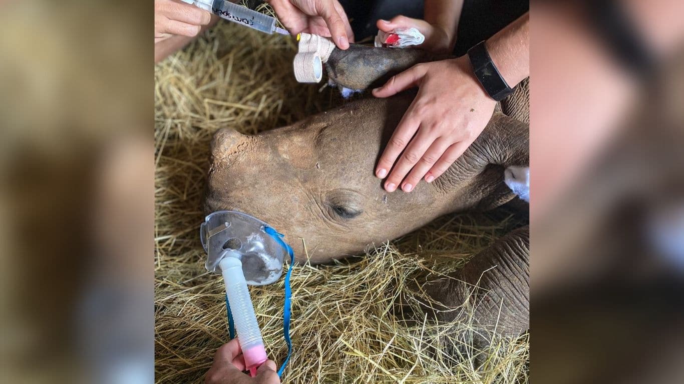 EMERGENCY! We helped rescue FOUR baby rhinos whose mothers were slaughtered. Three are doing well. But one, Aquazi, is FIGHTING FOR HIS LIFE!