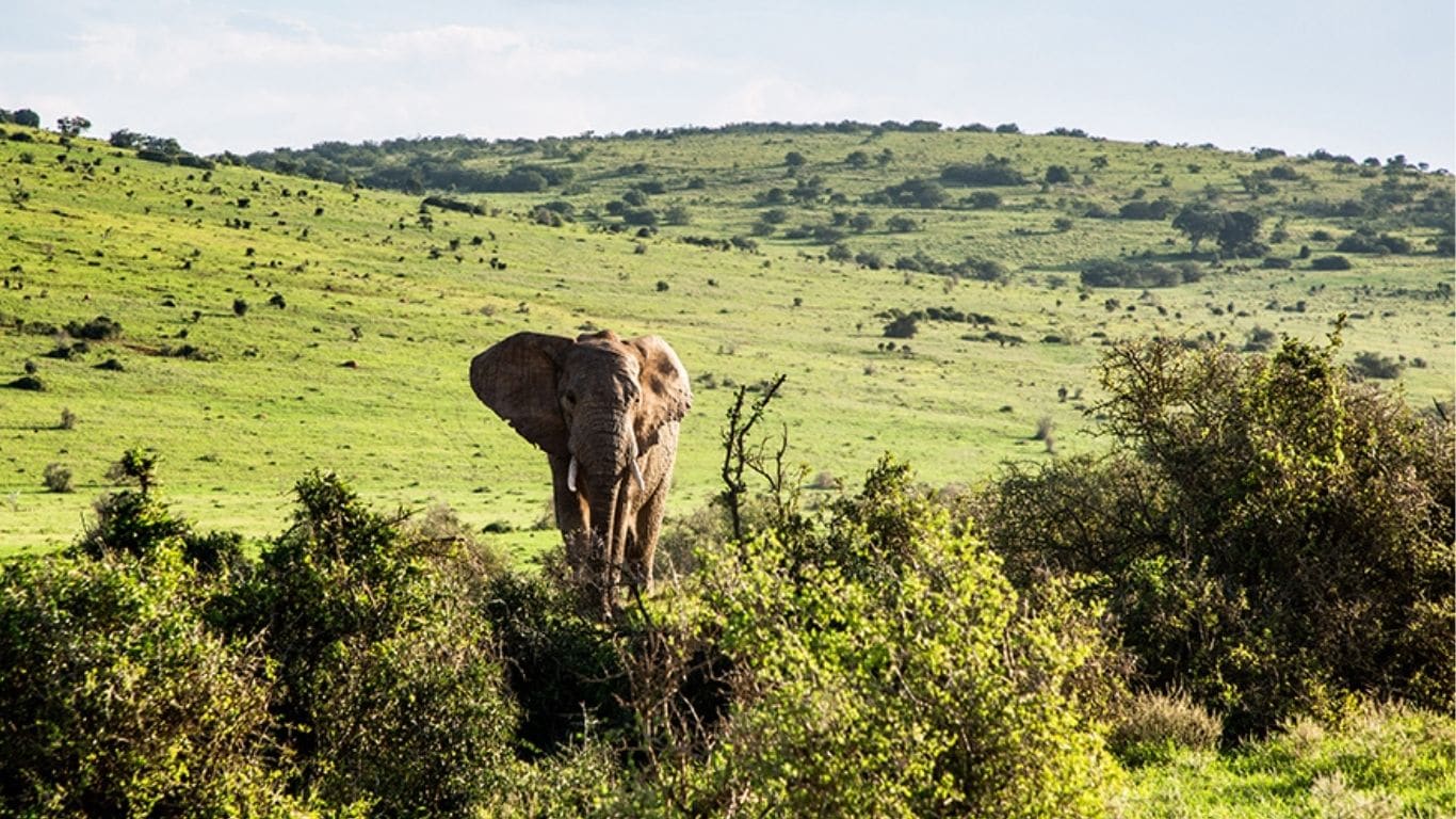 Elephants, rhinos and more face unrelenting threat from heartless POACHERS who work for CHINESE CRIMINALS!