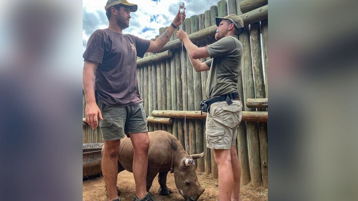 EMERGENCY! We helped rescue FOUR baby rhinos whose mothers were slaughtered. Three are doing well. But one, Aquazi, is FIGHTING FOR HIS LIFE!