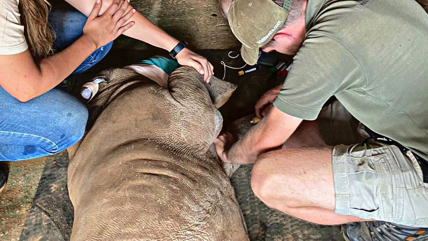 EMERGENCY! We helped rescue FOUR baby rhinos whose mothers were slaughtered. Three are doing well. But one, Aquazi, is FIGHTING FOR HIS LIFE!