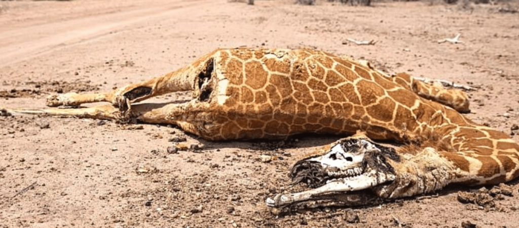 EMERGENCY! Endangered animals are DYING OF THIRST in DROUGHT-STRICKEN Kenya!