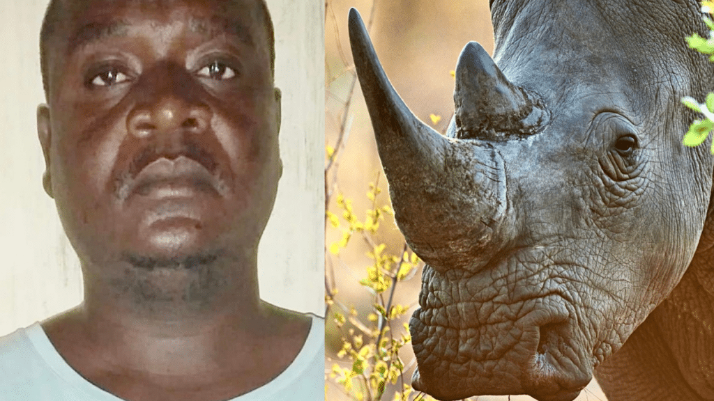 Mozambican Poaching Gang Leader Sentenced to 30 Years in Prison