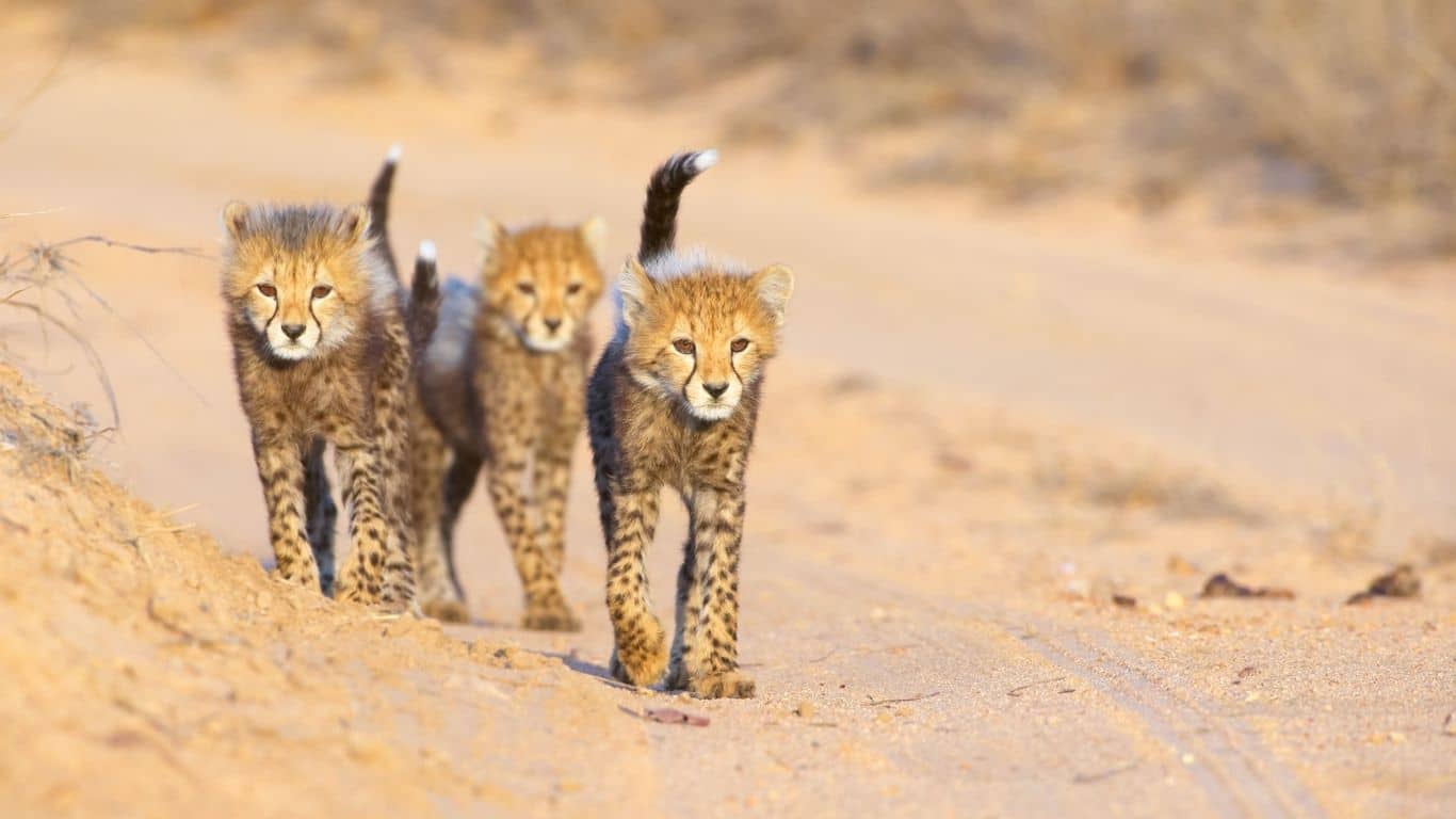 CHEETAHS at RISK! Illegal wildlife trafficking, habitat destruction, loss of genetic diversity…