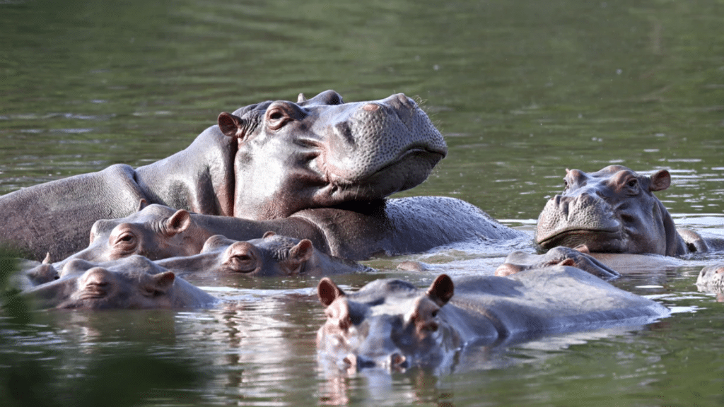 Are Hippopotamuses to Become Belated Victims of Cocaine Lord Pablo Escobar?